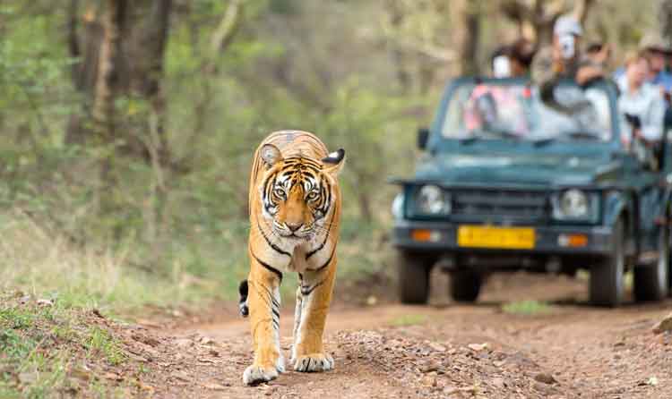 Rajasthan in Wildlife